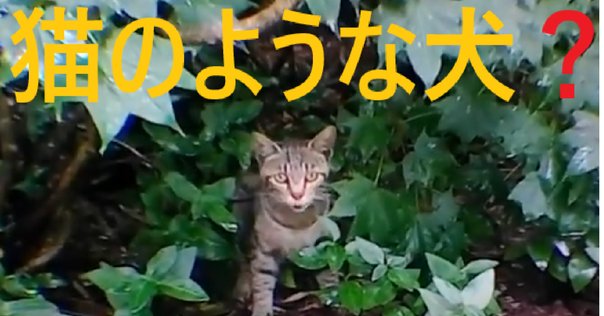魚泥棒の大脱走！二足歩行で逃げる猫｜Books Channel
