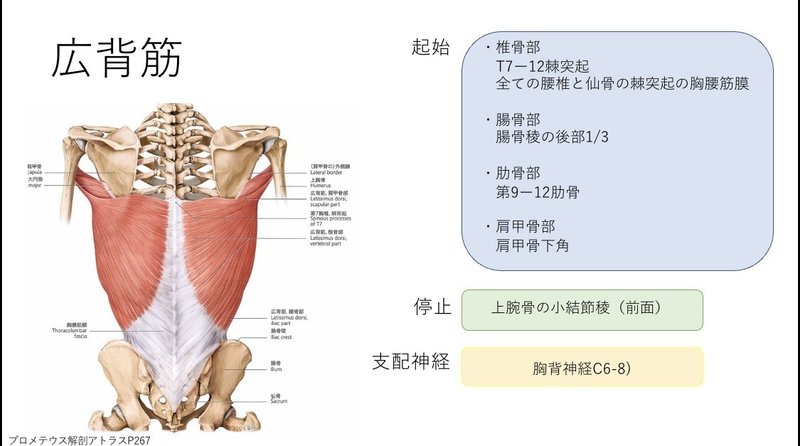 1日1筋 広背筋 けんたろ At あはき師学生 Note 1日1筋 広背筋 けんたろ At あはき師学生 Note