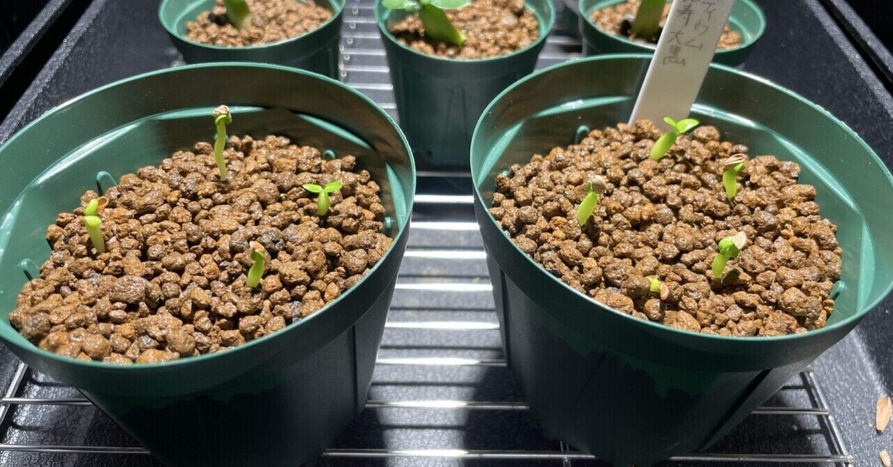 2022 実生 パキポディウム グラキリス 恵比寿大黒 セット販売