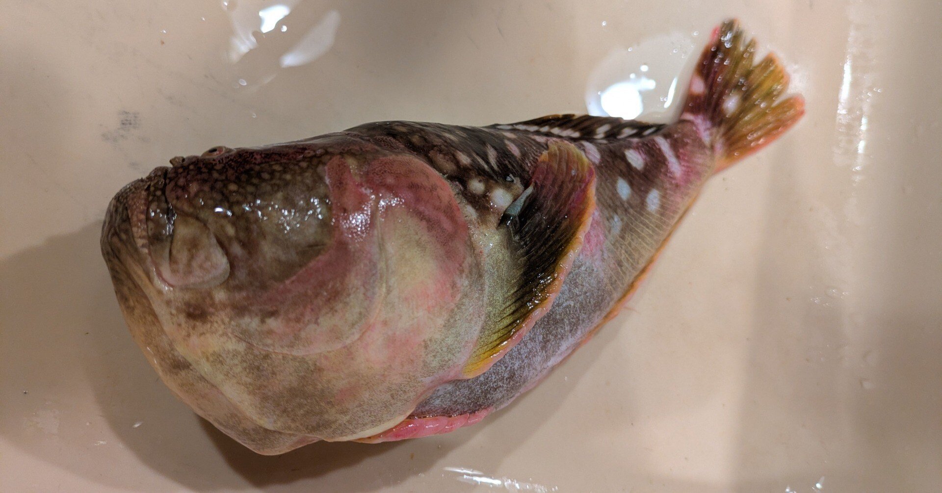 2025年8月11日（月）「未利用魚・サツオミシマ」｜おおたま