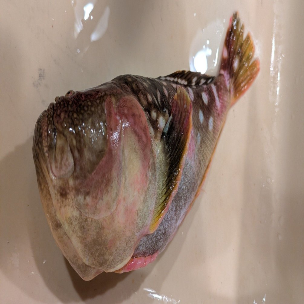 魚 2025年8月11日（月）「未利用魚・サツオミシマ」｜おおたま