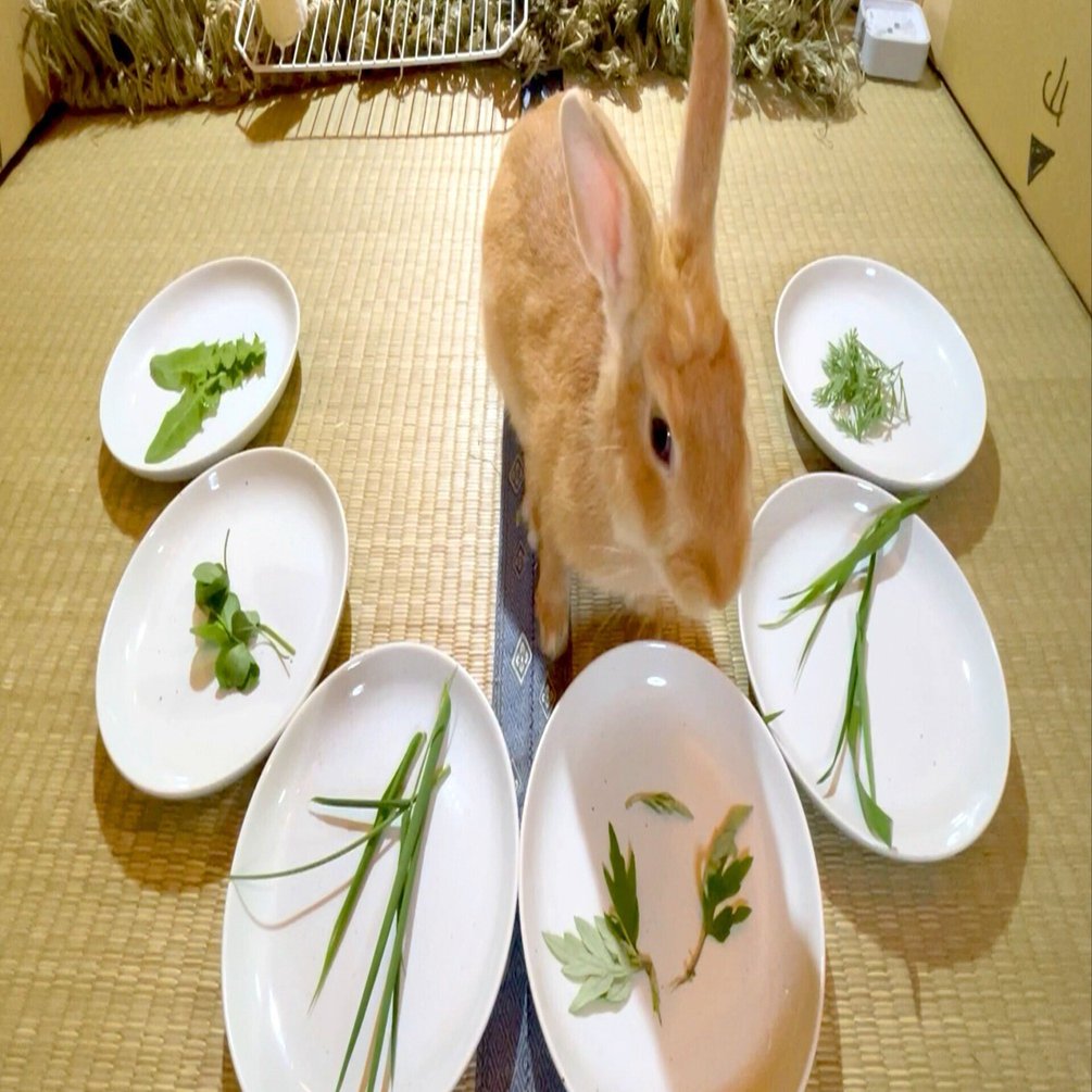 うさぎの好みはうさぎに聞く…いろいろやってみた食べ比べ選手権の話