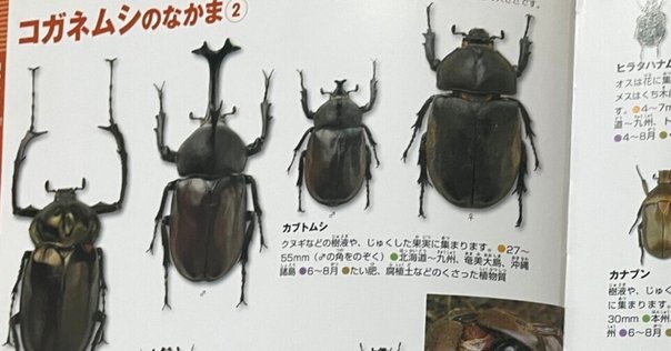 【中古】 日本の昆虫 ９/文一総合出版 中古】 日本の昆虫 9/文一総合出版