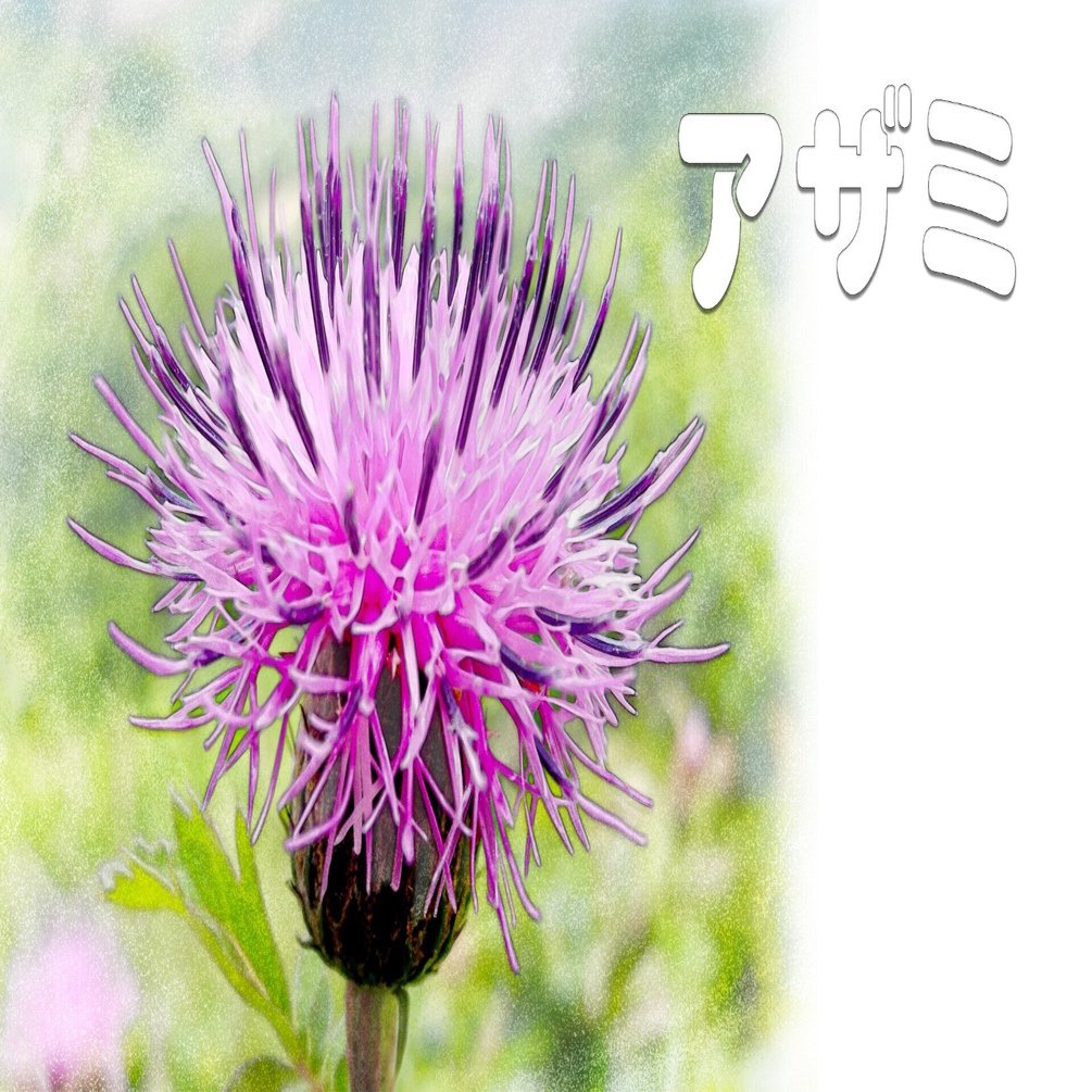 アザミ（高山植物・水彩画風）｜taka