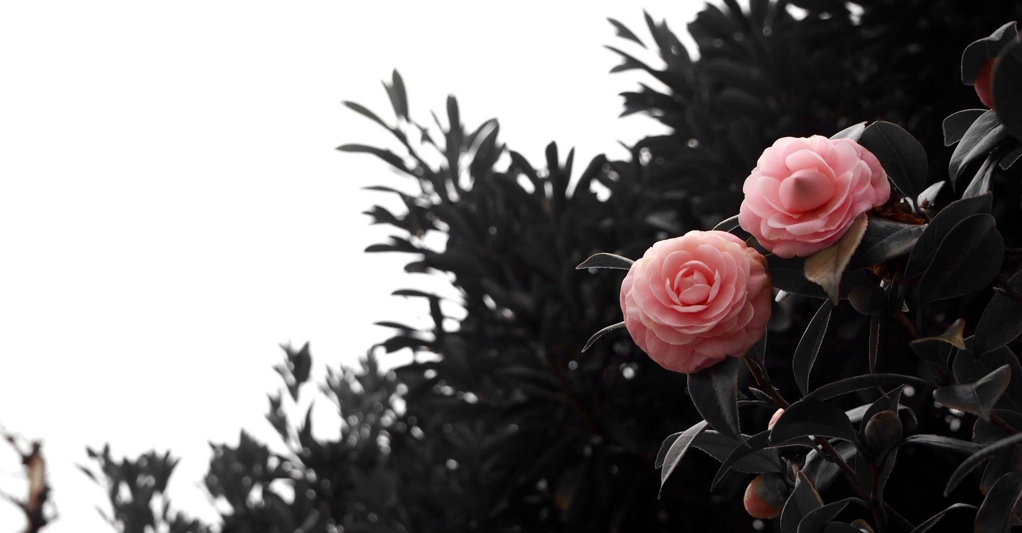 モノクロームな世界に明るい花が咲きはじめる 404美術館 まつゆう 松丸祐子 メタバースdj Note