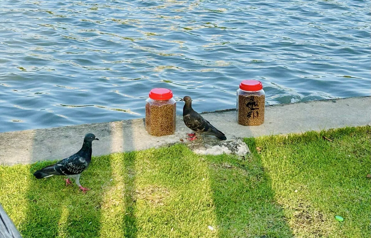 水辺のハト