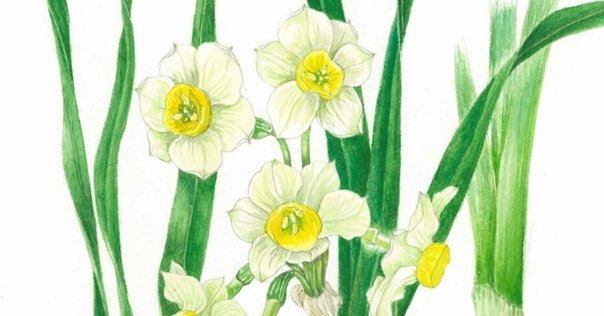 花の画集 定本  /東京新聞出版部/佐藤達夫（大型本） 花の画集 定本 /東京新聞出版部/佐藤達夫（大型本）