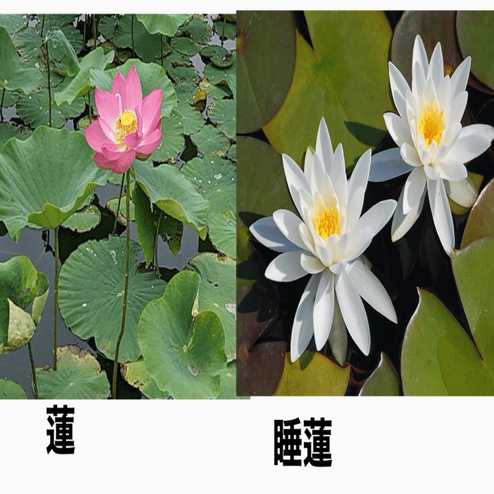 中国茶のしつらえ 蓮｜cha-bliss