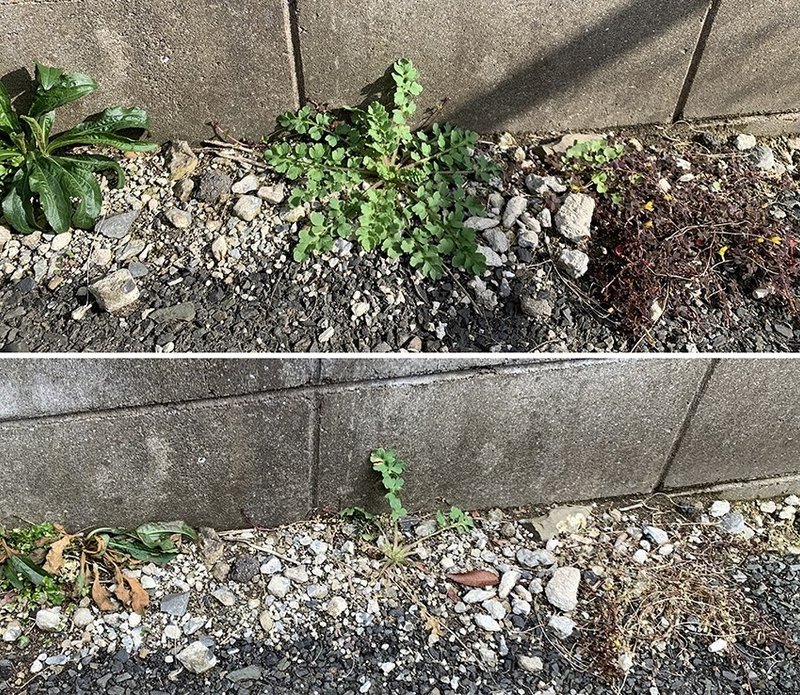 お酢の除草液 を知って欲しいのです ナフコ スタッフ Nafco Staff Note お酢の除草液 を知って欲しいのです ナフコ スタッフ Nafco Staff Note