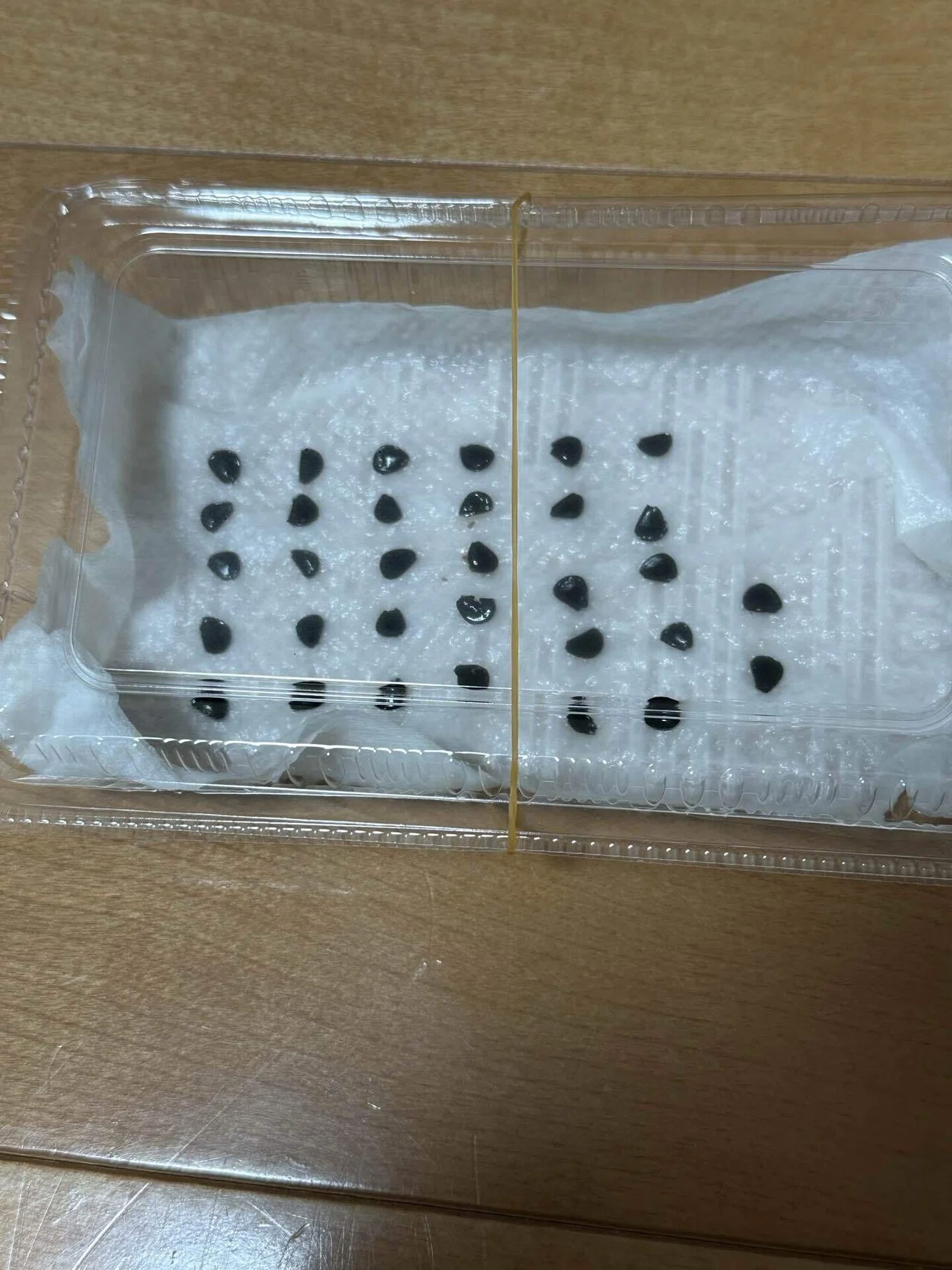 アガベ パリー トランカータの実生記録｜｜ふたりのボタニカル日記 