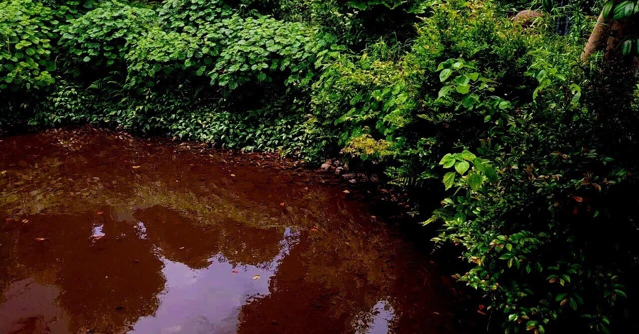 Returning to the Pond | Short Story｜トガシテツヤ
