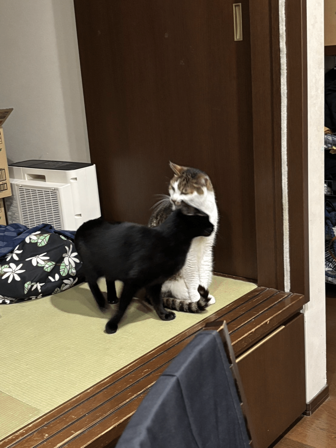 今日はジャニーズWEST重岡大毅さんのお誕生日🎂 リア突WESTで共演させてもらったこと、本気の童心で一緒にかくれんぼできたことは一生の思い出です！  今後のさらなる活躍を、日本かくれんぼ協会一同で願っています🤲 #かくれんぼ #リア突WEST #隠れるしげこた可愛す ..., image size:1108x1477