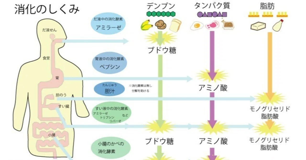 中2理科 消化と吸収プリント｜ブリッジぷりんと