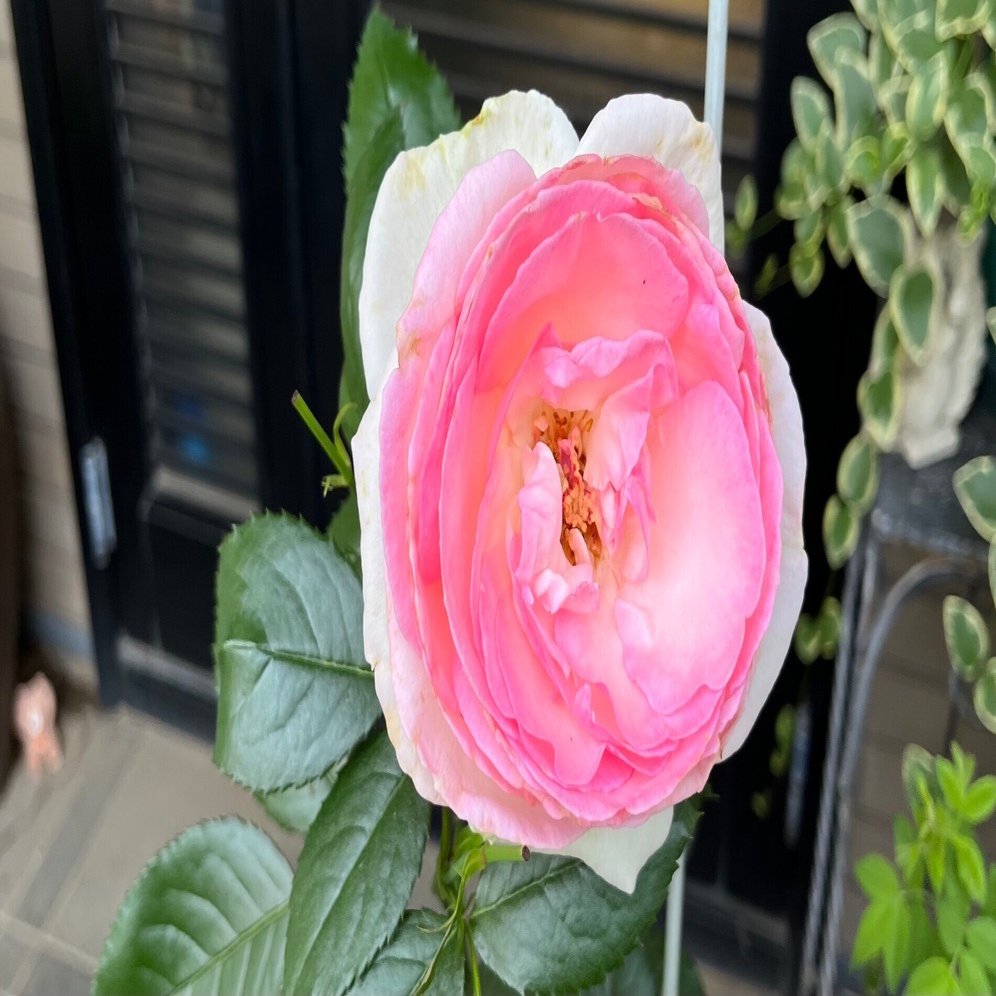 バラ 〜 どうする⁉︎ ピエール ドゥ ロンサール｜Strelitzia