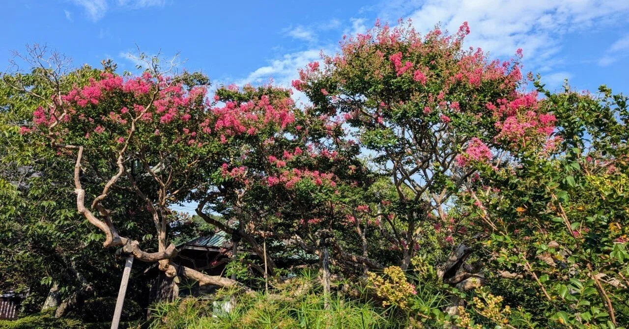 鎌倉「極楽寺の百日紅 2025」【四季折々の花、草木】〈名所編 その67