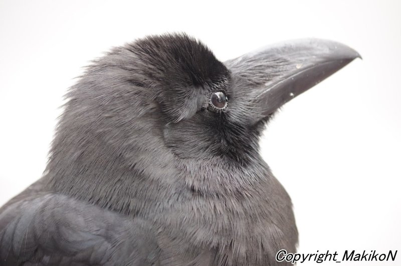 ゴーストタウン化した札幌 Makikon Note