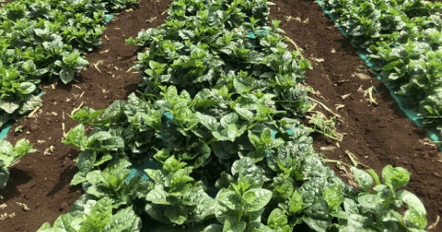 32畑[ツルムラサキノコト]｜「野菜ってなんだっけ？」