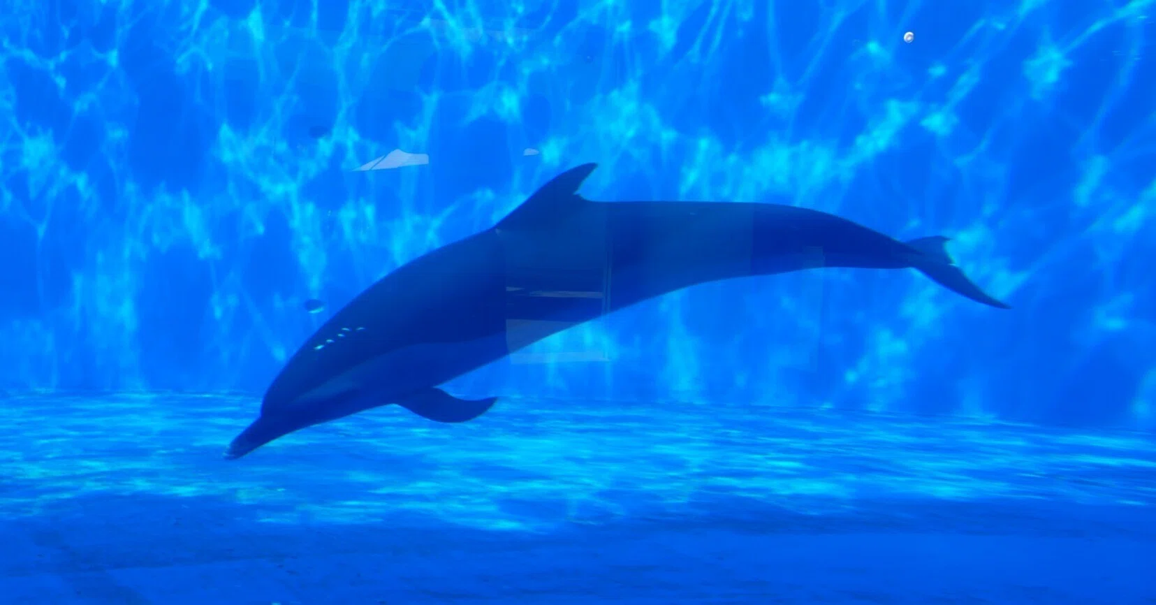 604 四国水族館でしばしの涼を感じる｜揺蕩う旅人・なお（ミヤコカエデ）