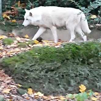 上野動物園で見られる パンダより珍しい動物 白井オオカミ Note
