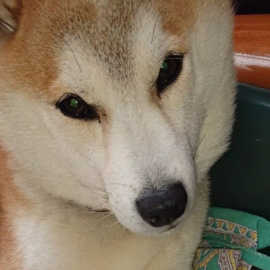 ～  りう君の飼い主  ～