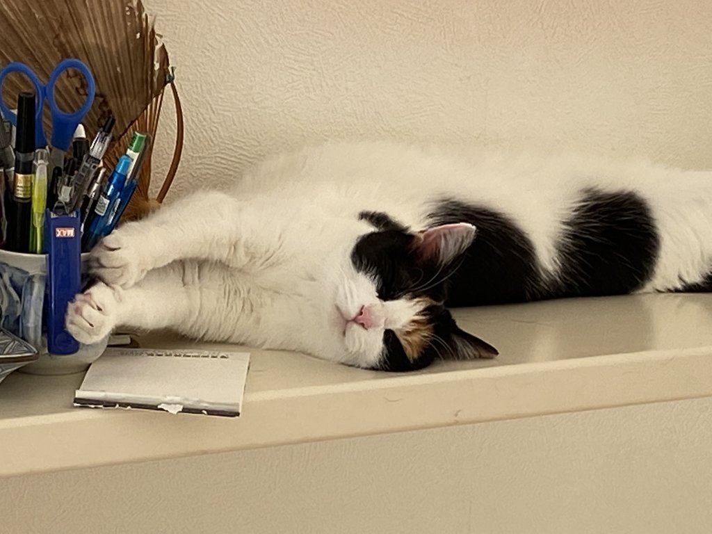 十二国記 感想 04 読む猫 Note 十二国記 感想 04 読む猫 Note