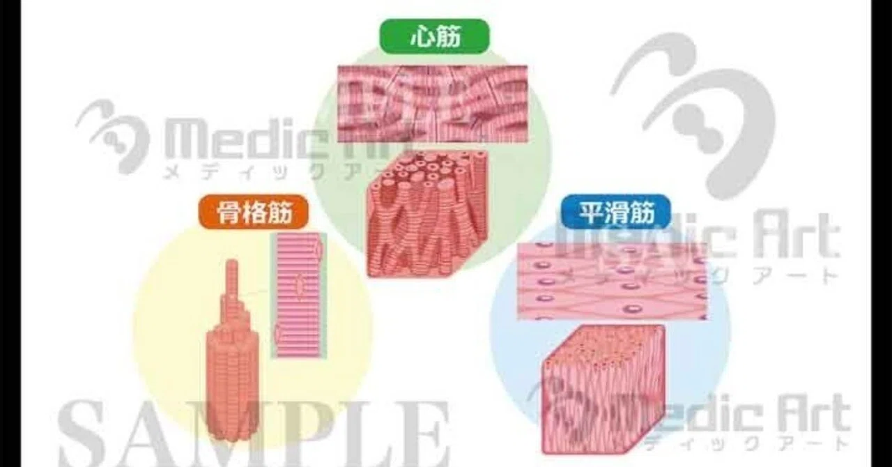 Did you know there are 3 types of muscles? Explaining the differences ...