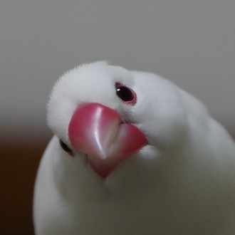 文鳥かわいい Miu Note