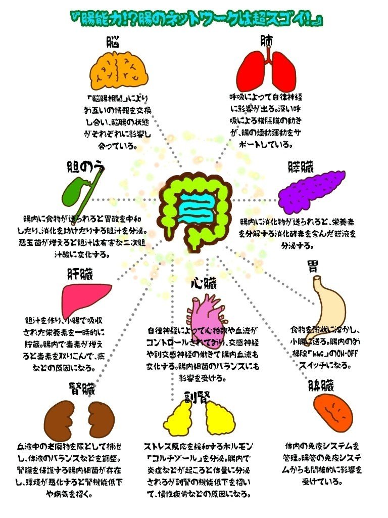 腸のネットワーク