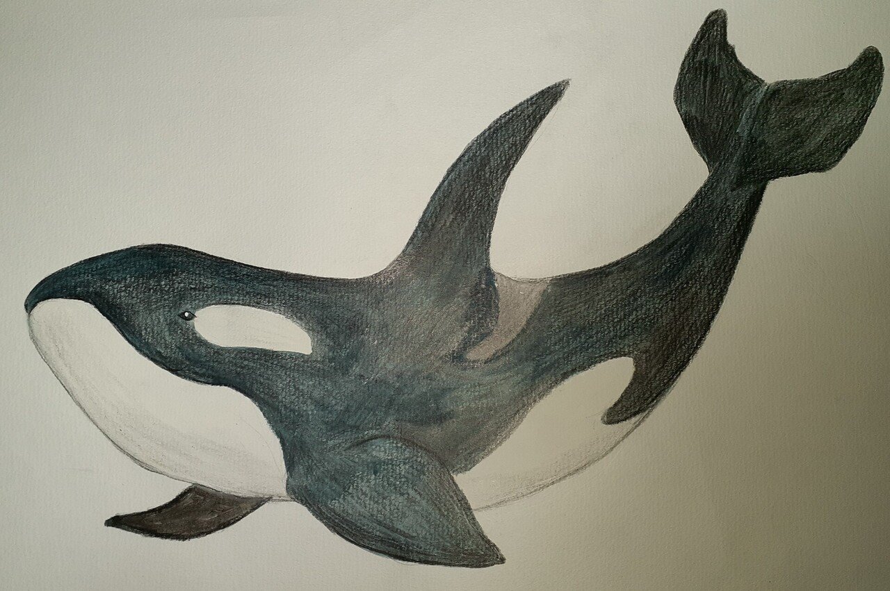 イラスト】シャチ｜TechpanCreate（テクパン・クリエイト）