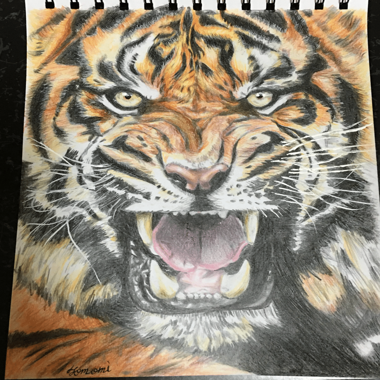 動物色鉛筆スケッチ｜智美さんの美術室