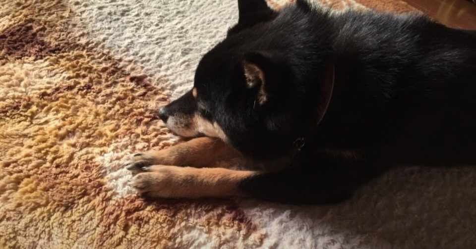 柴犬ってどんな犬 Natsuko I ヨコハマドッグアカデミー Note