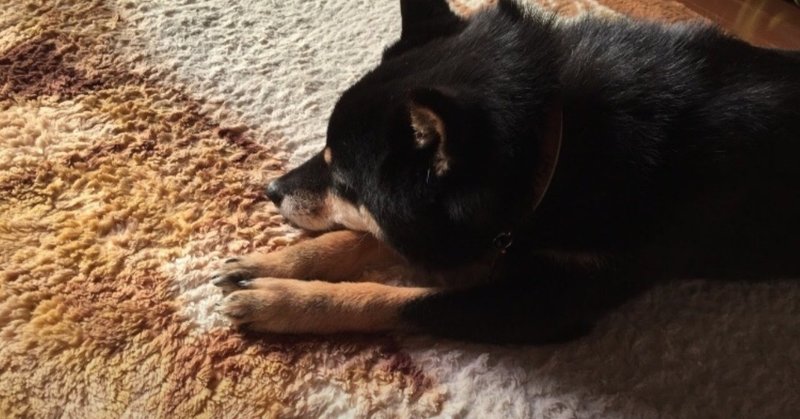 柴犬ってどんな犬 Y I Dog Academy Note