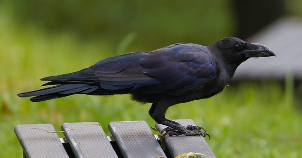 白カラス S.H.Figuarts 白いカラス | フィギュア・プラモデル・プラキット