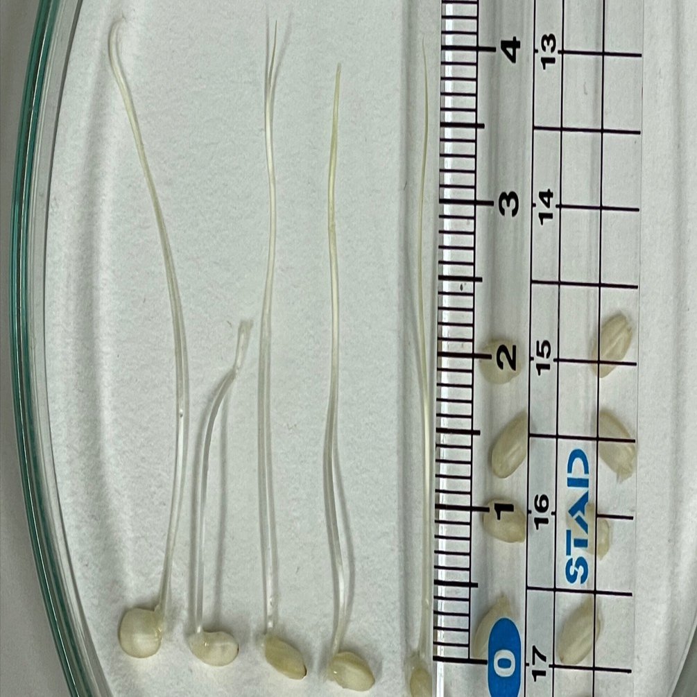 教材研究〜種子の発芽〜｜後藤大二郎（Daijiro GOTO）