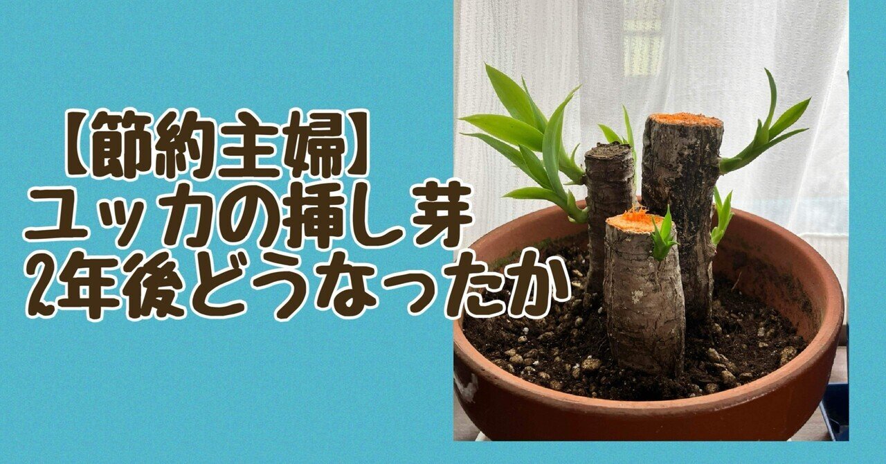 ユッカ 　根＆新芽付き ユッカ 根＆新芽付き