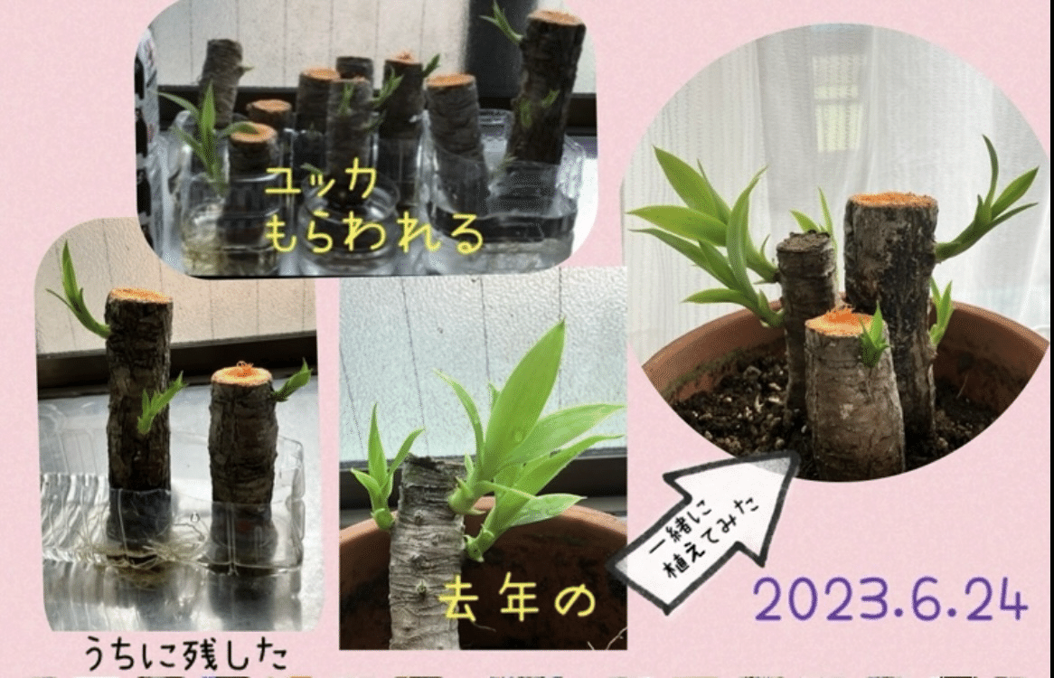 節約主婦】ユッカの挿し芽 2年後どうなったか｜sayopea