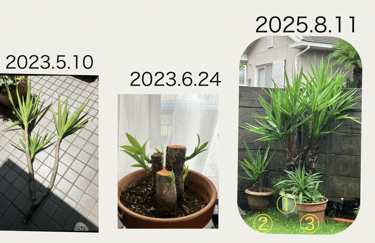 ユッカ 　根＆新芽付き ユッカ 根＆新芽付き
