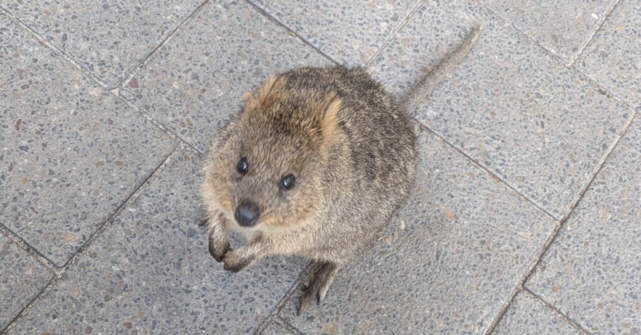 ⑤オーストラリアパース ひとり旅 3日目｜ロットネスト島で出会う“世界