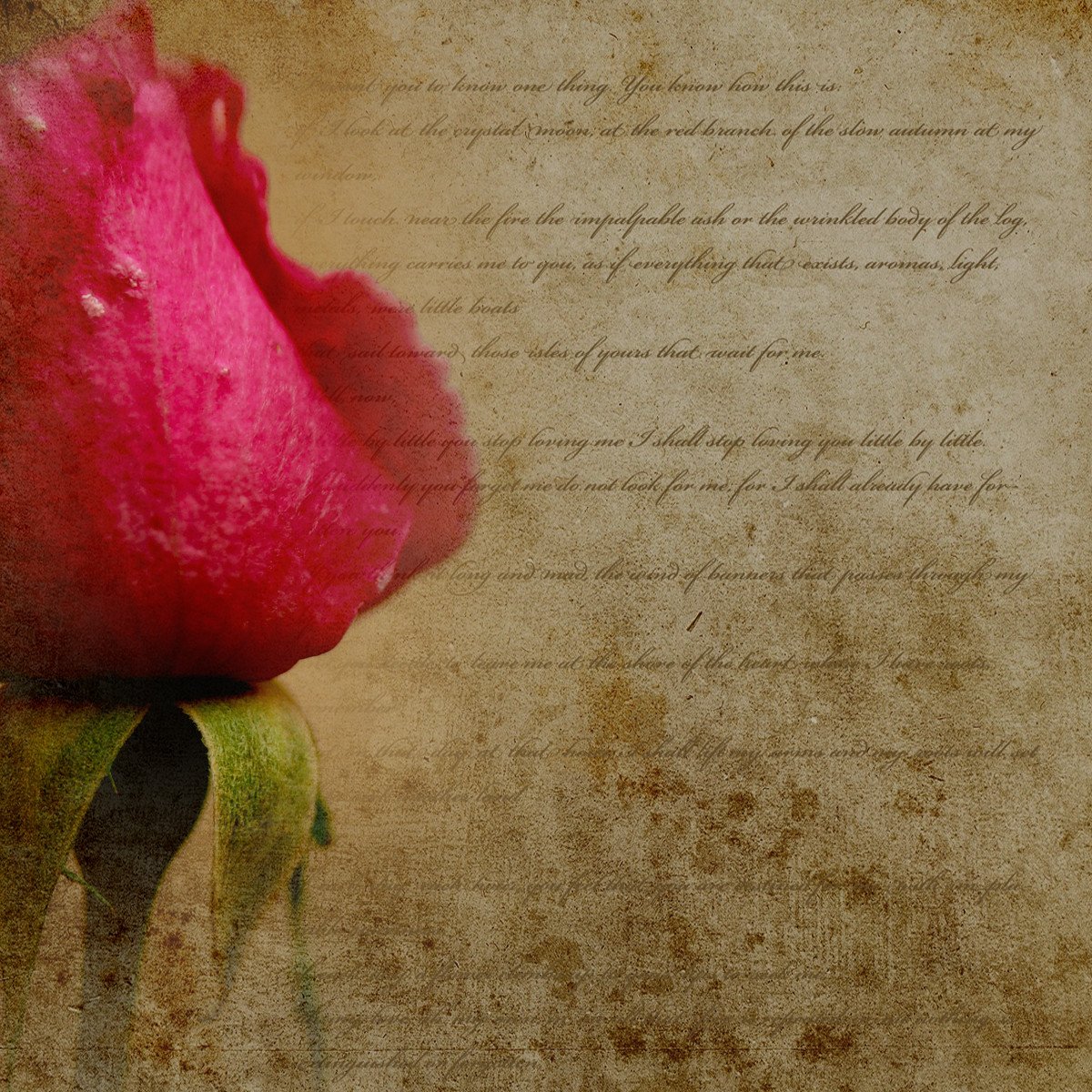 宣伝部 ヴァニラ文庫うふ 泉怜奈 Note