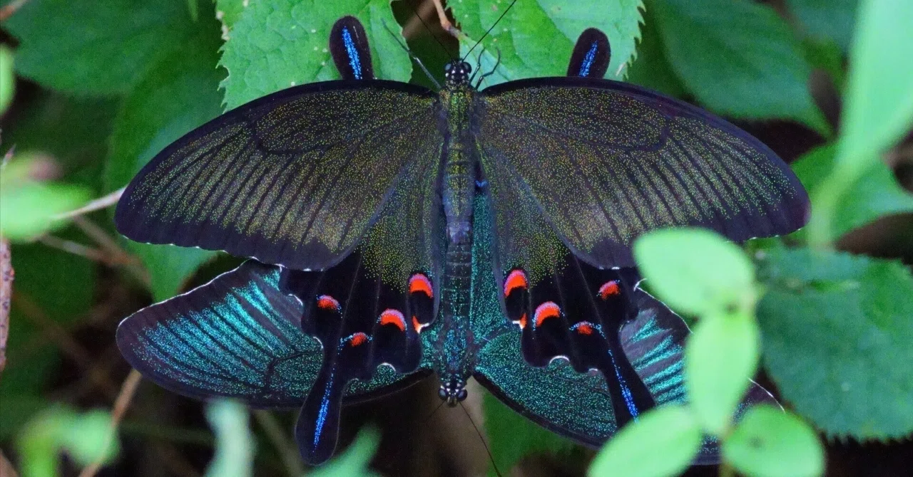 ミヤマカラスアゲハ(深山烏揚羽)の恋｜Miya