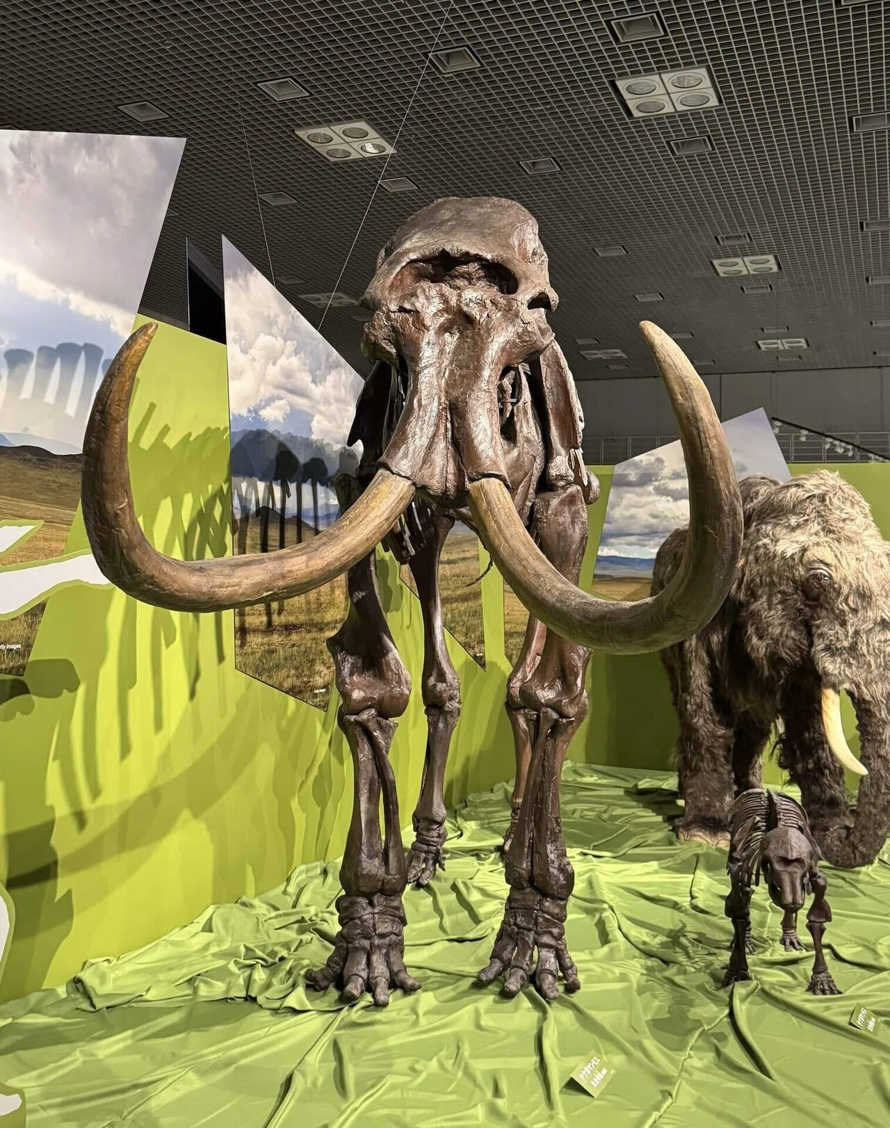 親子Days #007】マンモスに会ってきた！上野・国立科学博物館の氷河期 