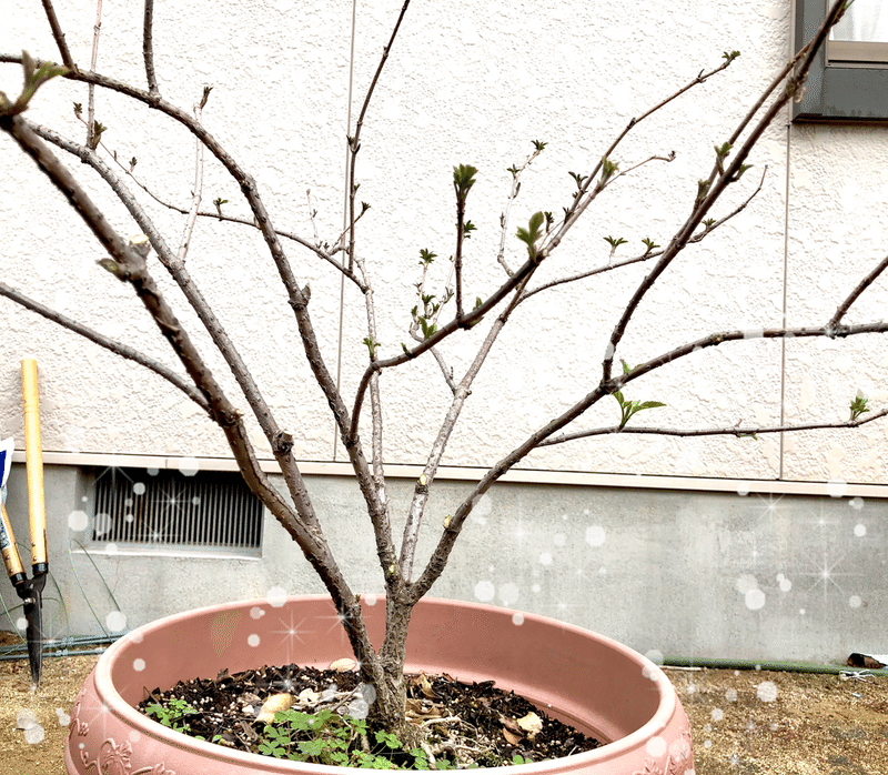 透明の糸が未来に繋がる 榎 かなこ グレーテルの庭 Note 透明の糸が未来に繋がる 榎 かなこ グレーテルの庭 Note