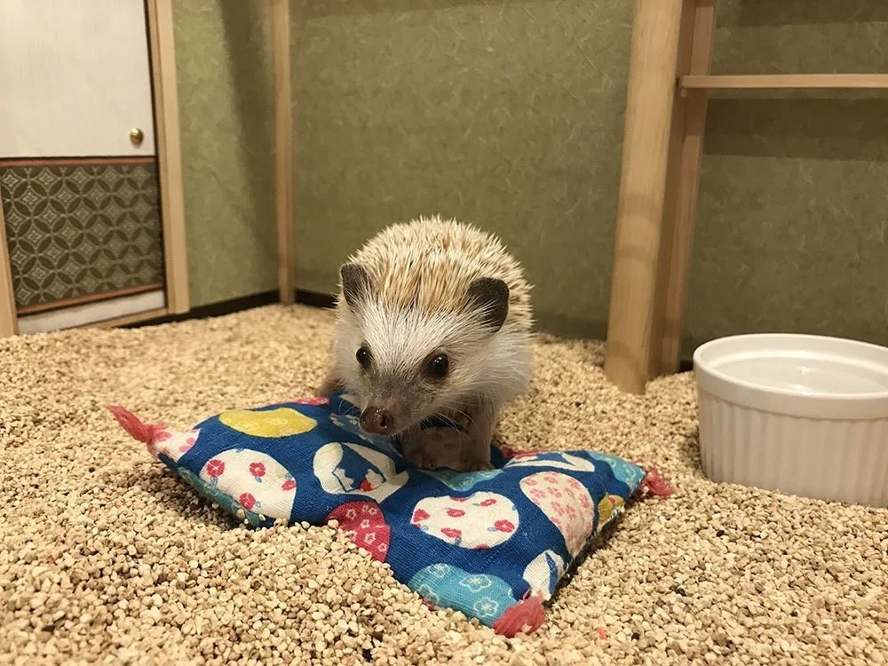 渋谷】今度はハリネズミカフェに行ってみたよ。｜#90｜こひまる [kohimaru]