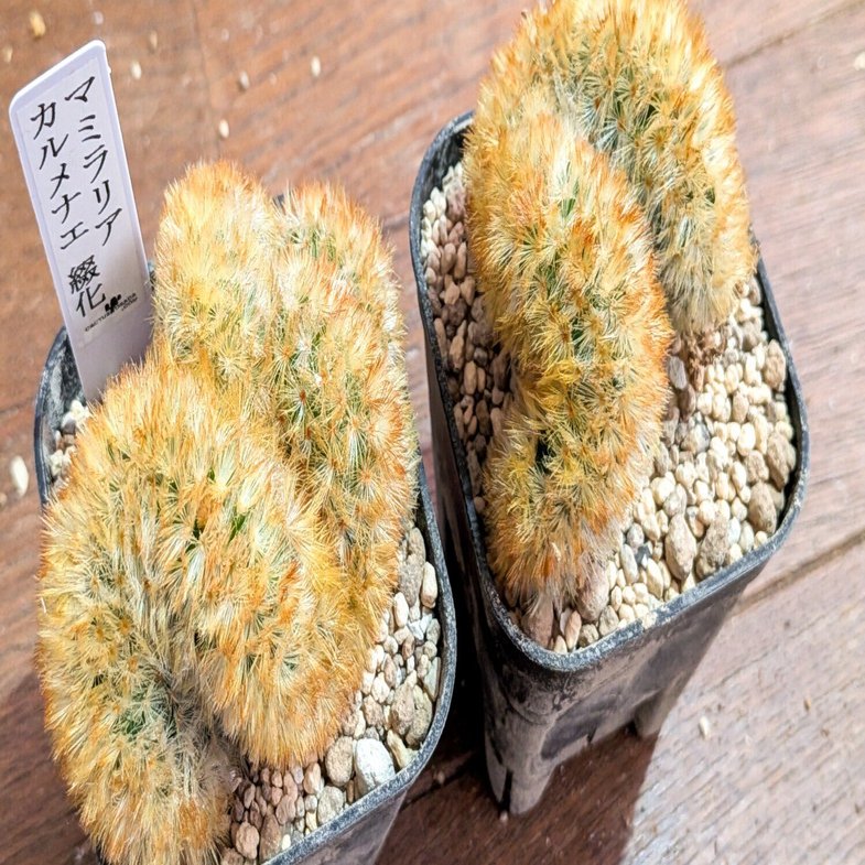 マミラリア カルメナエ綴化】株分け作業｜Az