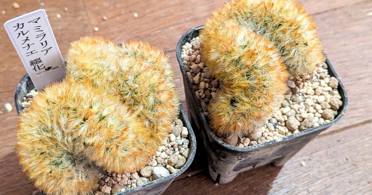 カルメナエ 大株 マミラリア マミラリア カルメナエ綴化】株分け作業｜Az