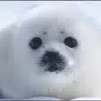 大善山