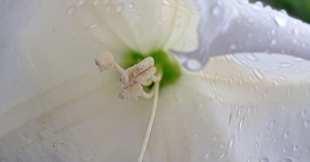0724＊ホヤ ＊ Hoya ＊ メレディティー ＊meredithii はじめてグリーン系のHoyaのお花が咲きました（Hoya meredithii