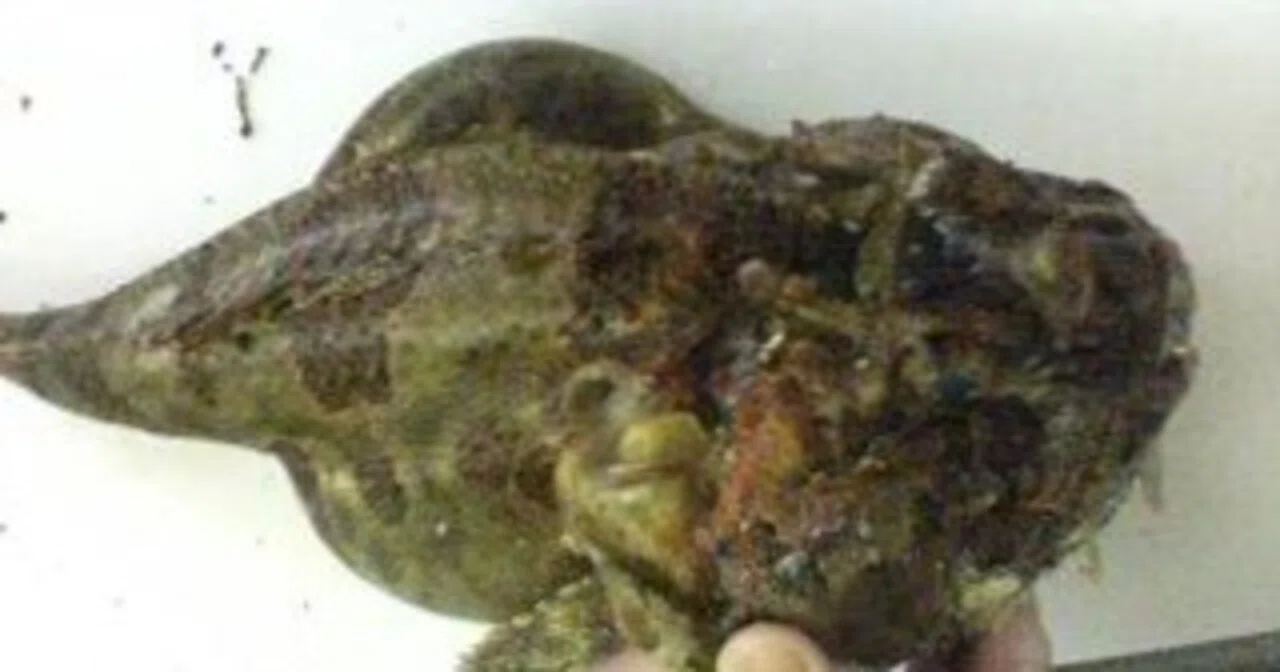 Deep-fried Sculpin (Bokke)｜手前板前