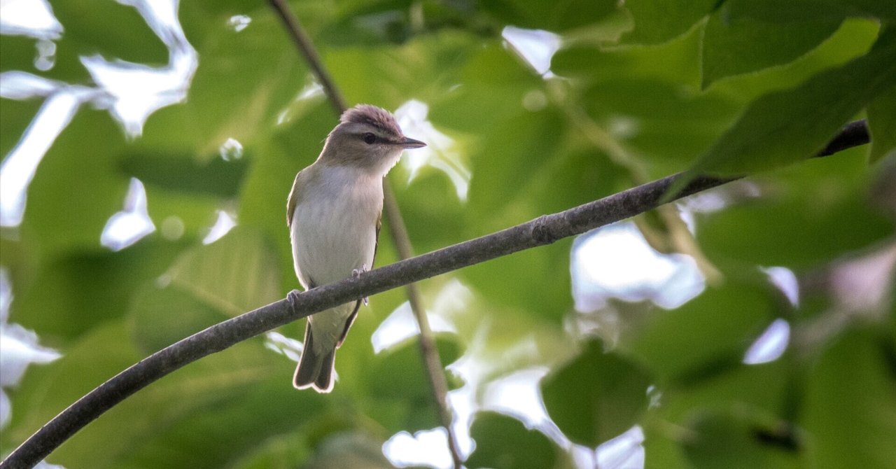シカゴでバードウォッチング！】 Red-eyed Vireo アカメモズ