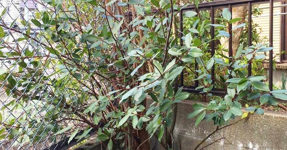 庭の月桂樹 Yの家 Note